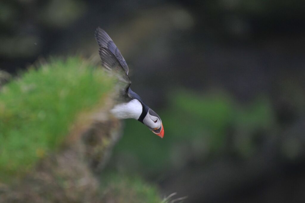 How a Robo-Puffin Could Transform Ocean Data Collection
